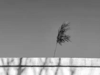 Jazz Casino Mobiele App